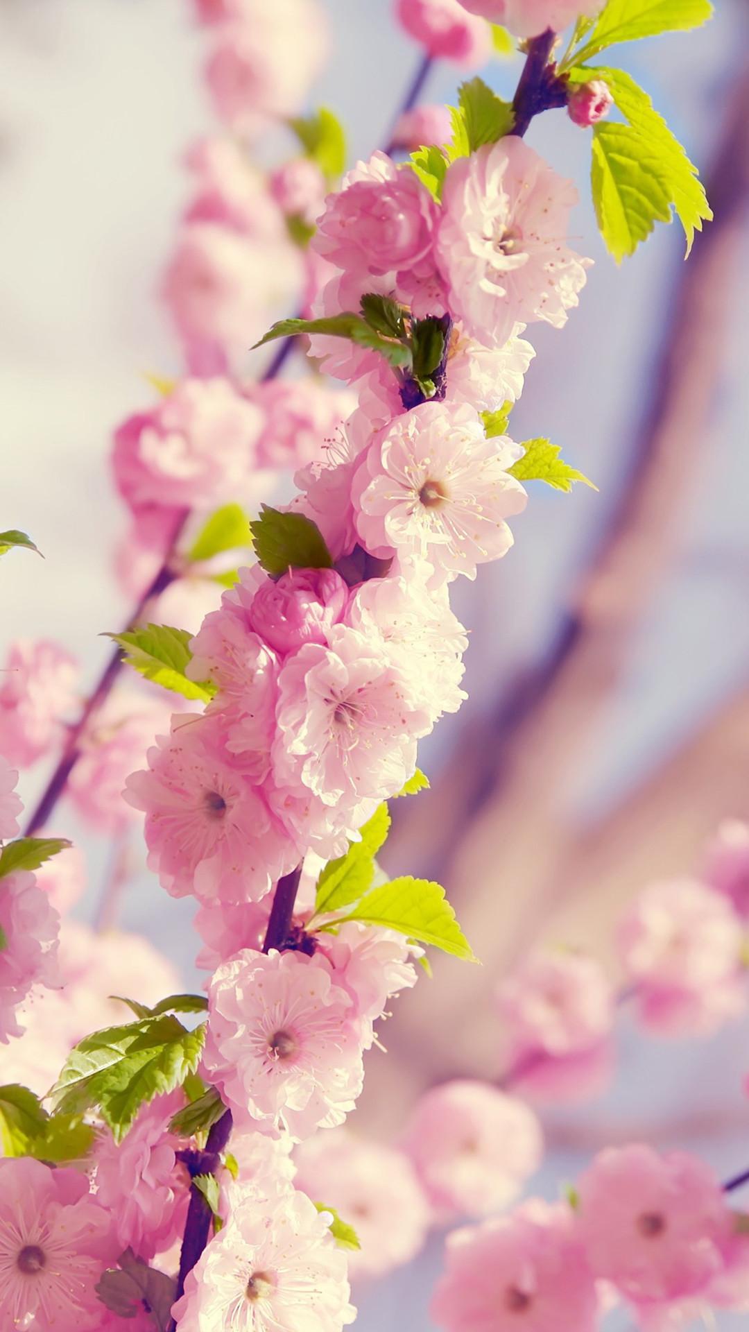 Цветене цветения вишни на весне Белые цветки Сакуры на предпосылке неба  Вертикальные передвижные обои Стоковое Изображение - изображение  насчитывающей напольно, расцвет: 115445359