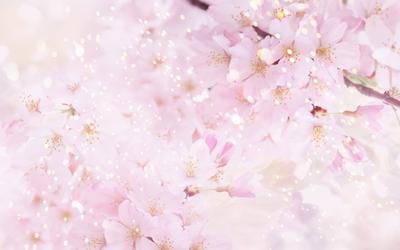 Расцвет миндаль, заявив, что скоро придет весна Стоковое Фото - изображение  насчитывающей макрос, пинк: 213255660