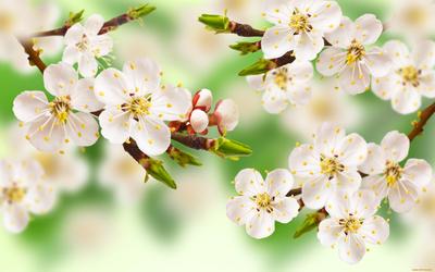 обои : весна, Дерево, Цветущий, Лепестки, двор, сад, дом 1920x1200 -  goodfon - 1063495 - красивые картинки - WallHere