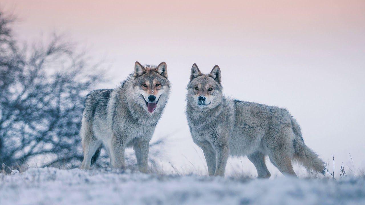 Картинка животное. Зима, волки, бочек. | Животные, Волк, Картинки