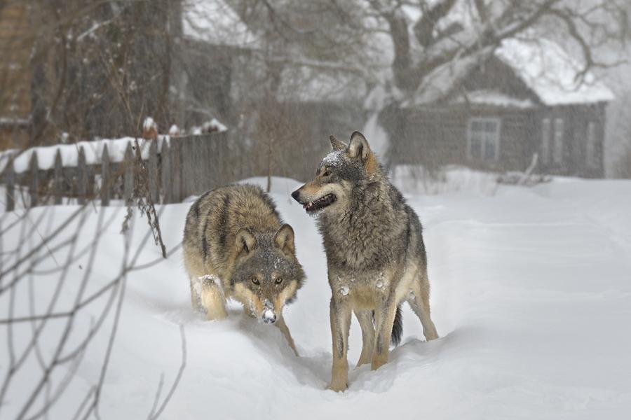 Зимой голодные волки все ближе подбираются к жилью