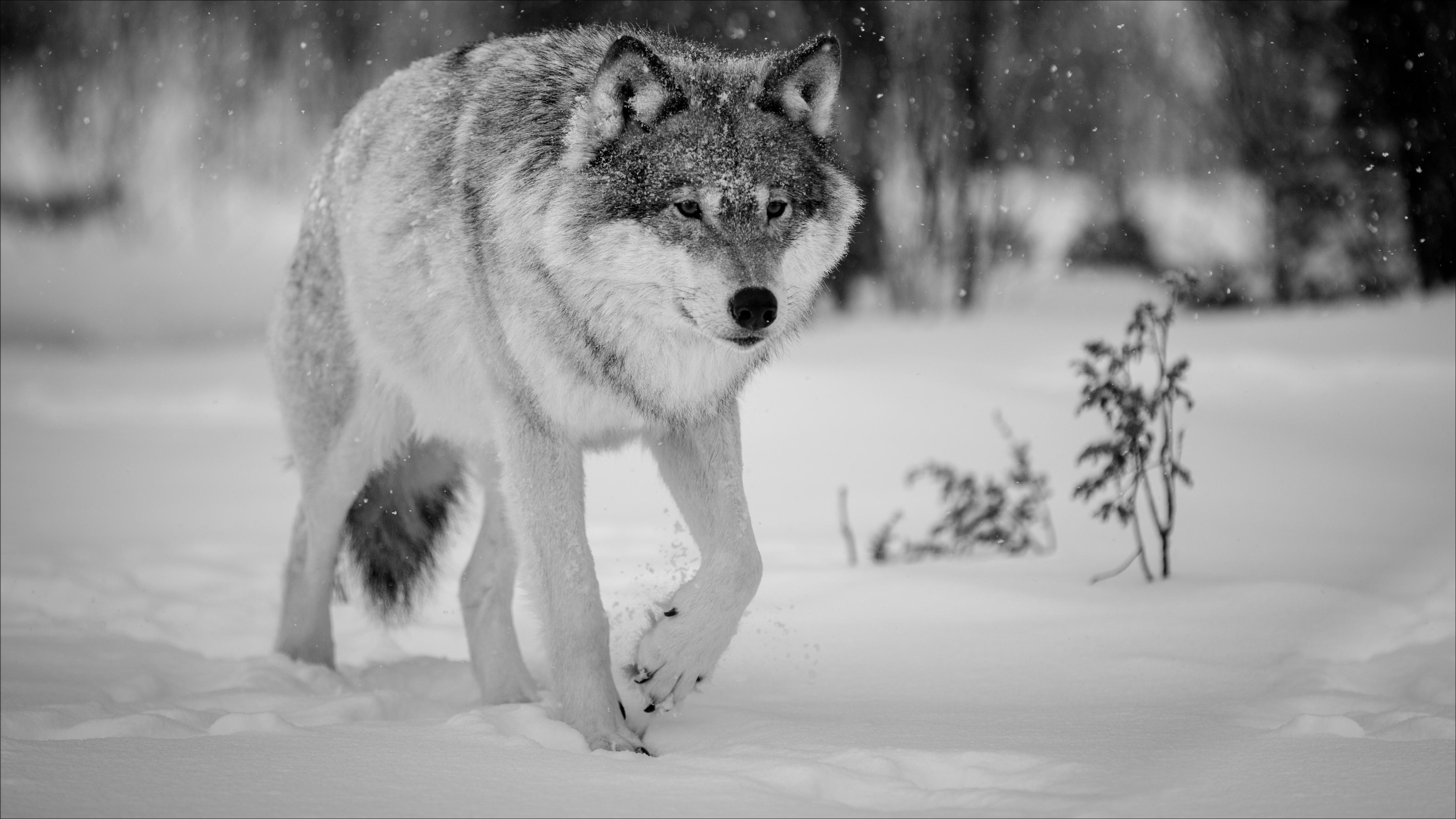 Фото волк Зима снеге Животные 4273x2403