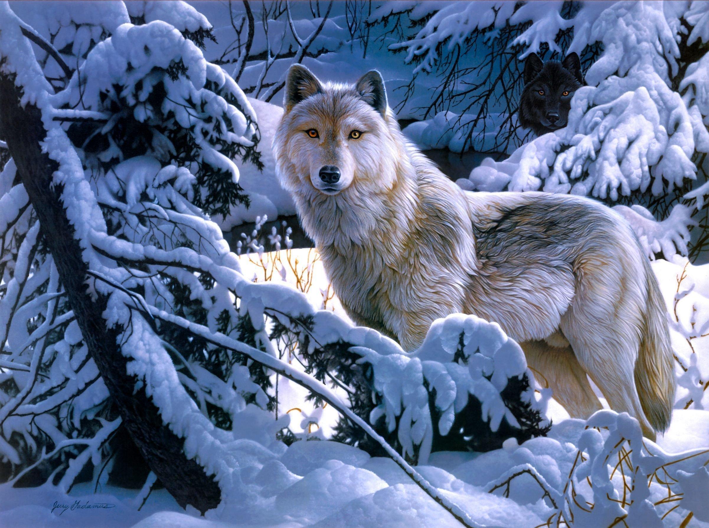 Волк зимой - 68 фото
