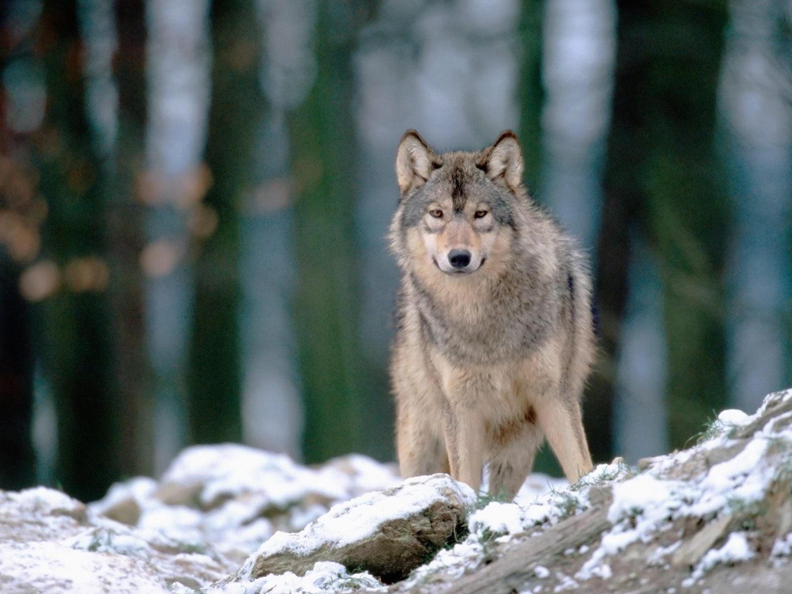 Волк в лесу зимой. Обои с животными, картинки, фото 1600x1200