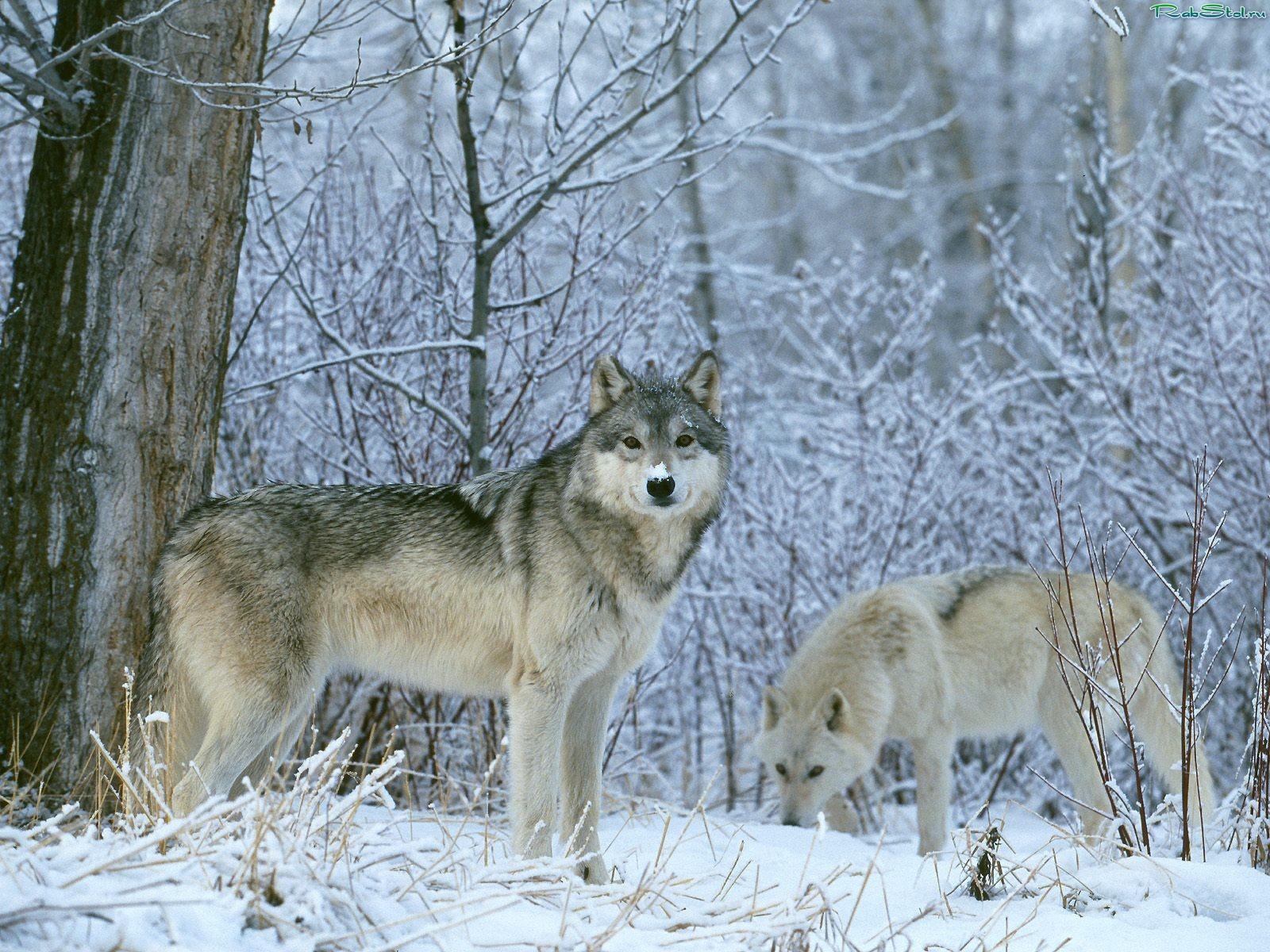 Волки зимой обои для рабочего стола скачать бесплатно 1600x1200