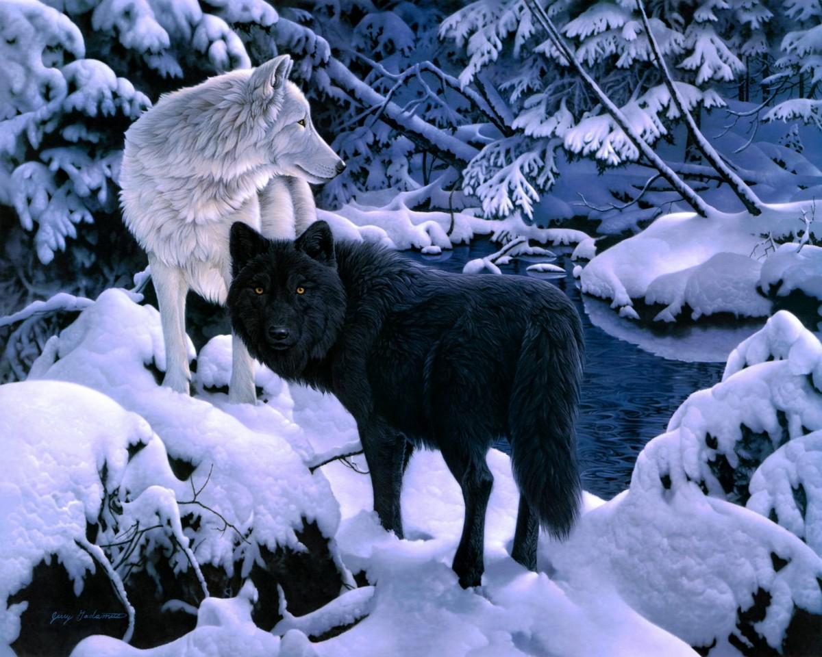 Волки Зимой В Зоопарке Финляндия — стоковые фотографии и другие картинки  Белый - Белый, Волк, Волосы животного - iStock