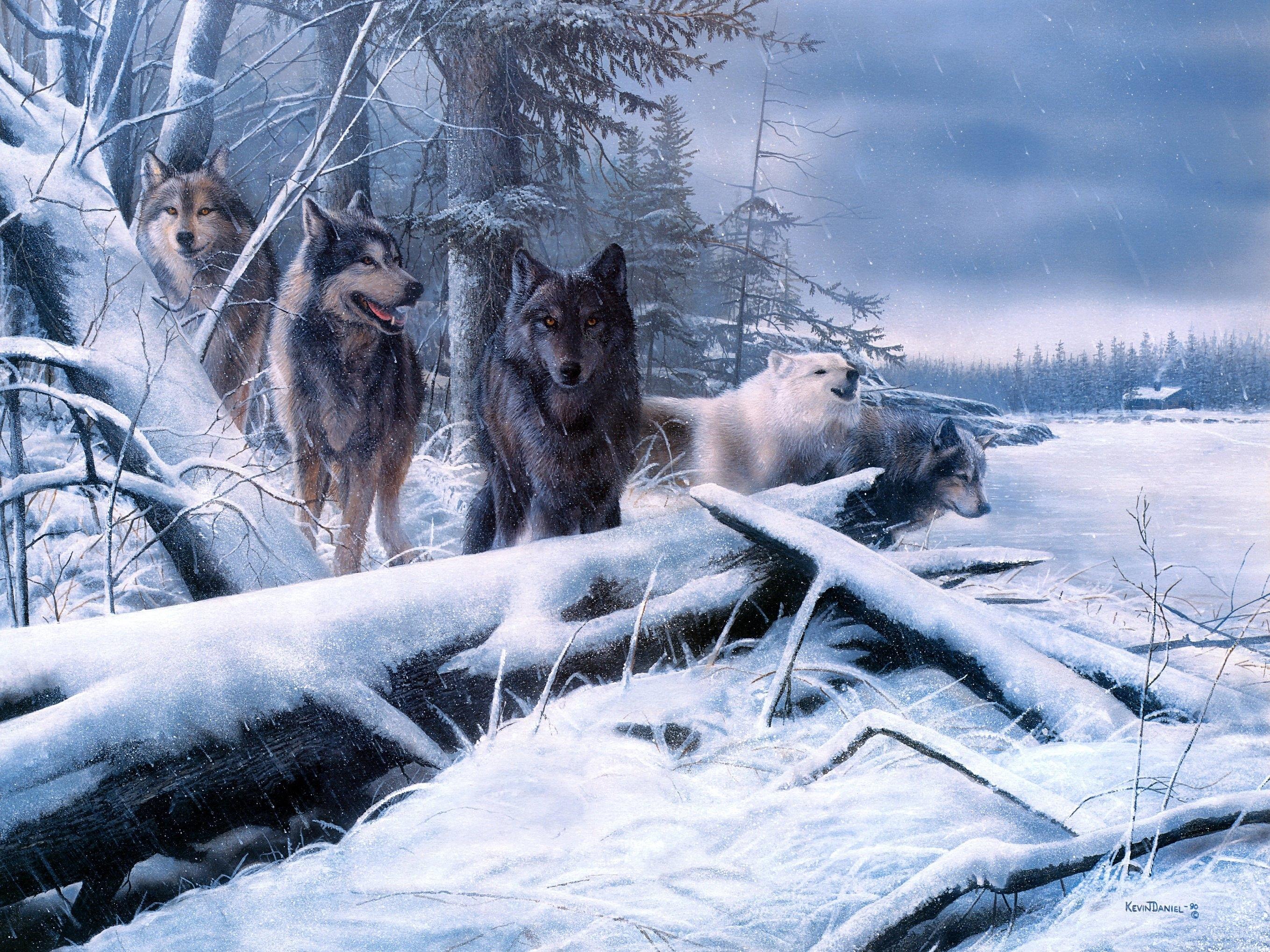 Волки зимой в лесу ночью - 67 фото