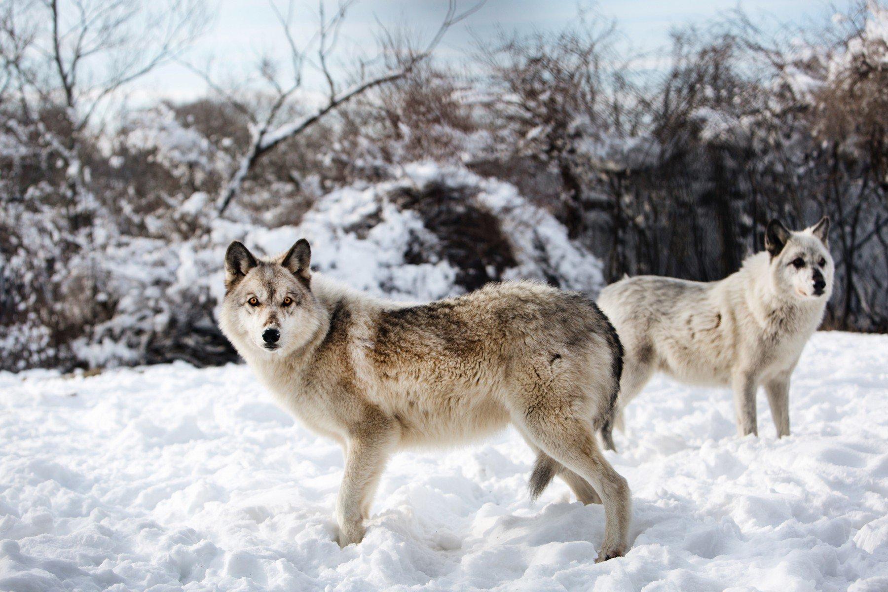 Снежный волк - картинки и фото poknok.art