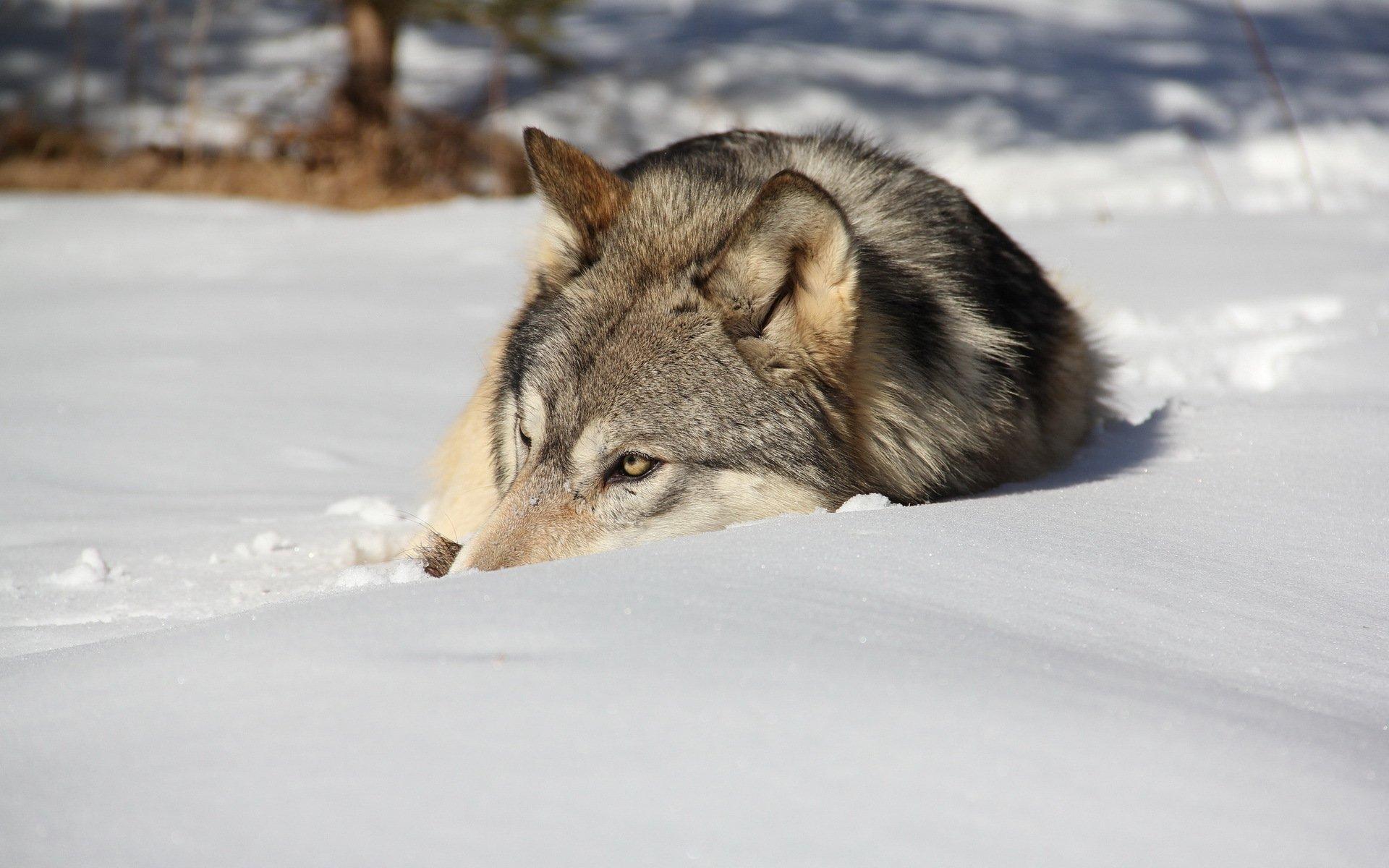 Зимний волк арт - 67 фото