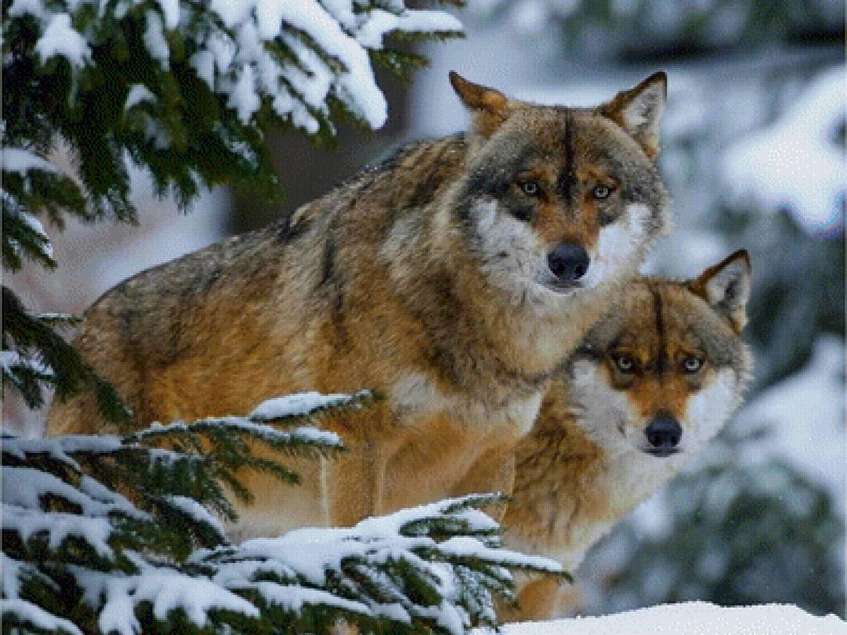 Онлайн пазл «Волки зимой»
