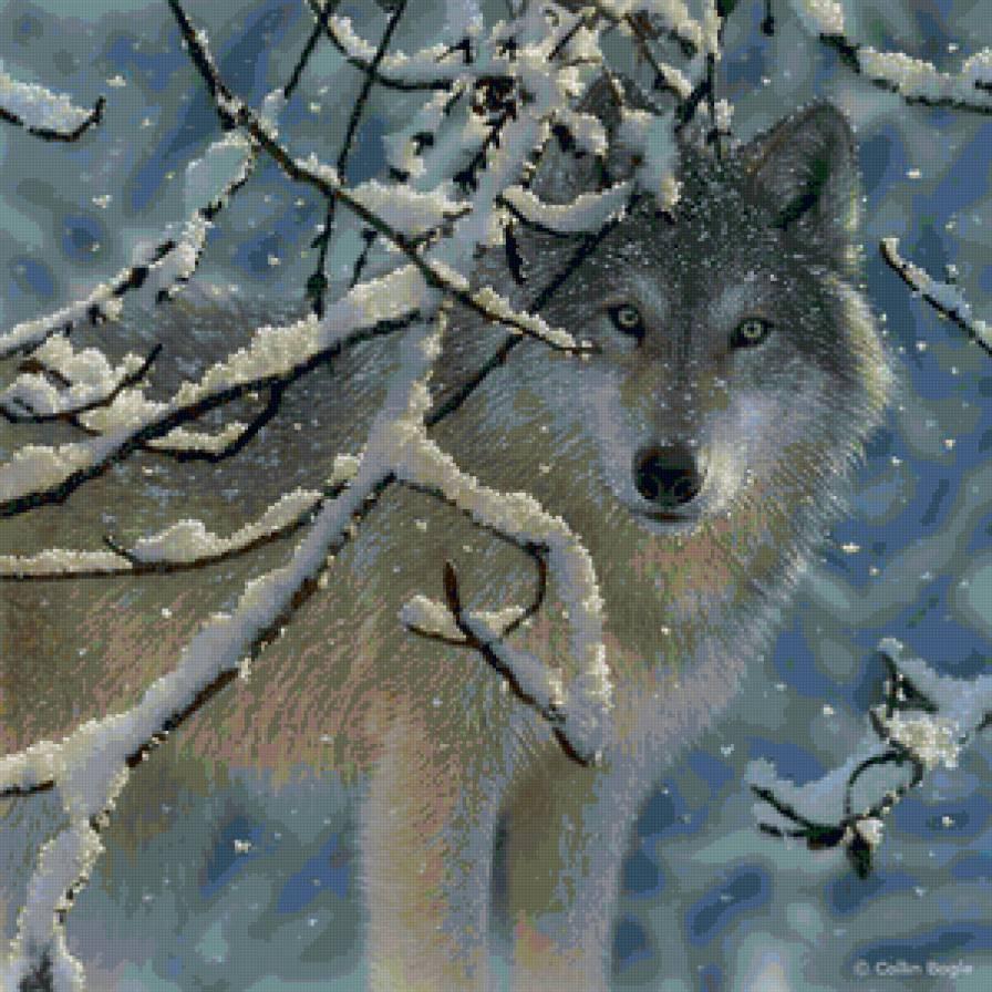 Лесной волк зимой стоковое фото ©tamifreed 58820581