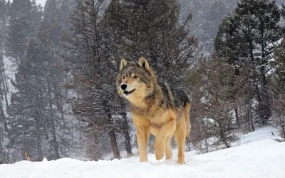 Красивые зимние фото волков способны произвести впечатление на каждого |  Собачий вестник | Дзен