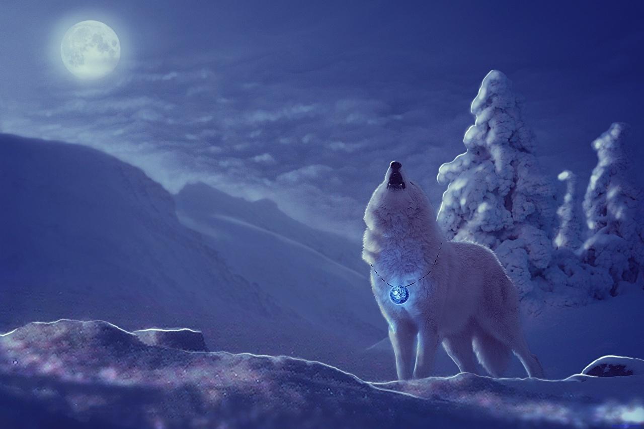 Охота на волков зимой | Владимир Чистополов. О том о сём... | Дзен