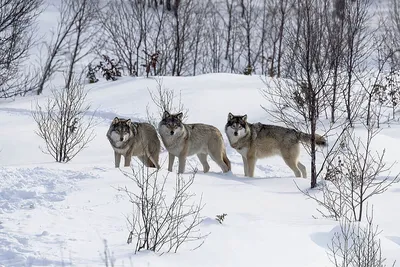Как зимует волк: 6 особенностей из жизни лесного хищника | Приключения  натуралиста | Дзен