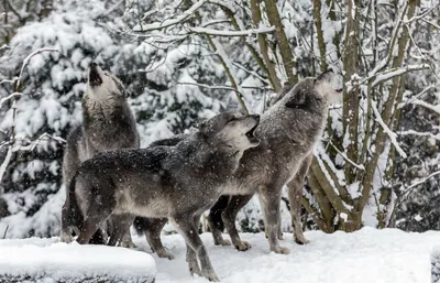 Волки В Снегу Зимой — стоковые фотографии и другие картинки Снег - Снег,  Без людей, Белый - iStock