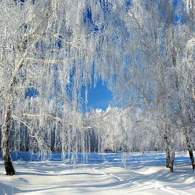 Моё любимое время года зима (My Favourite Season Winter) топик по  английскому