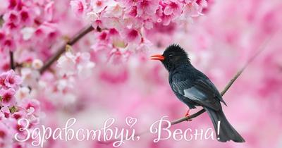 Прощай Зима, Здравствуй Весна! Музыка Сергей Чекалин! Поздравление С Первым  Днём Вёсны! 1 Марта - YouTube