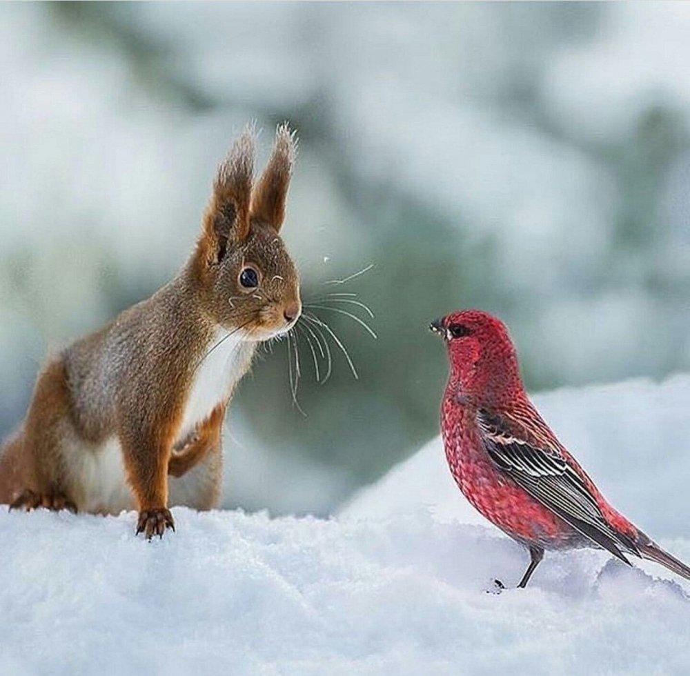Животные зимой (45 фото)