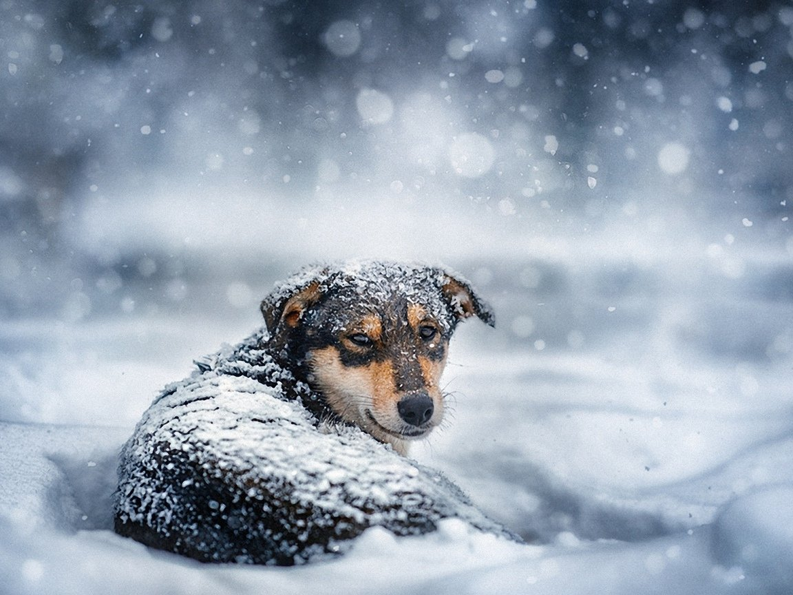 15 забавных и очаровательных животных, которые умеют наслаждаться зимой