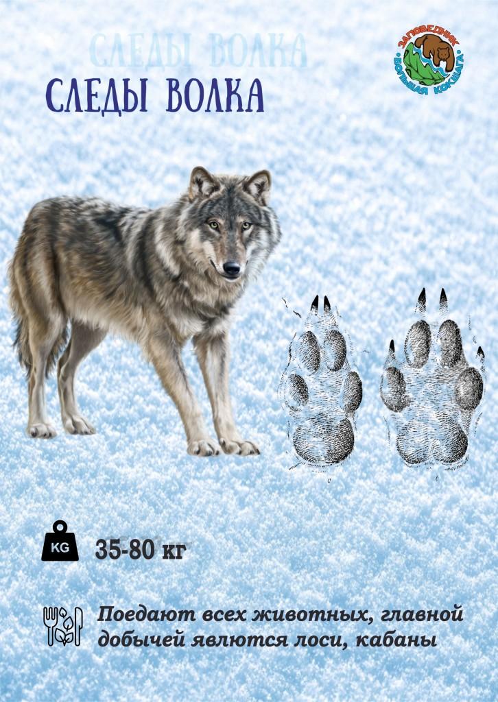 Добро пожаловать Зима, или как зимуют звери: видеопрезентация | Библиотеки  Архангельска