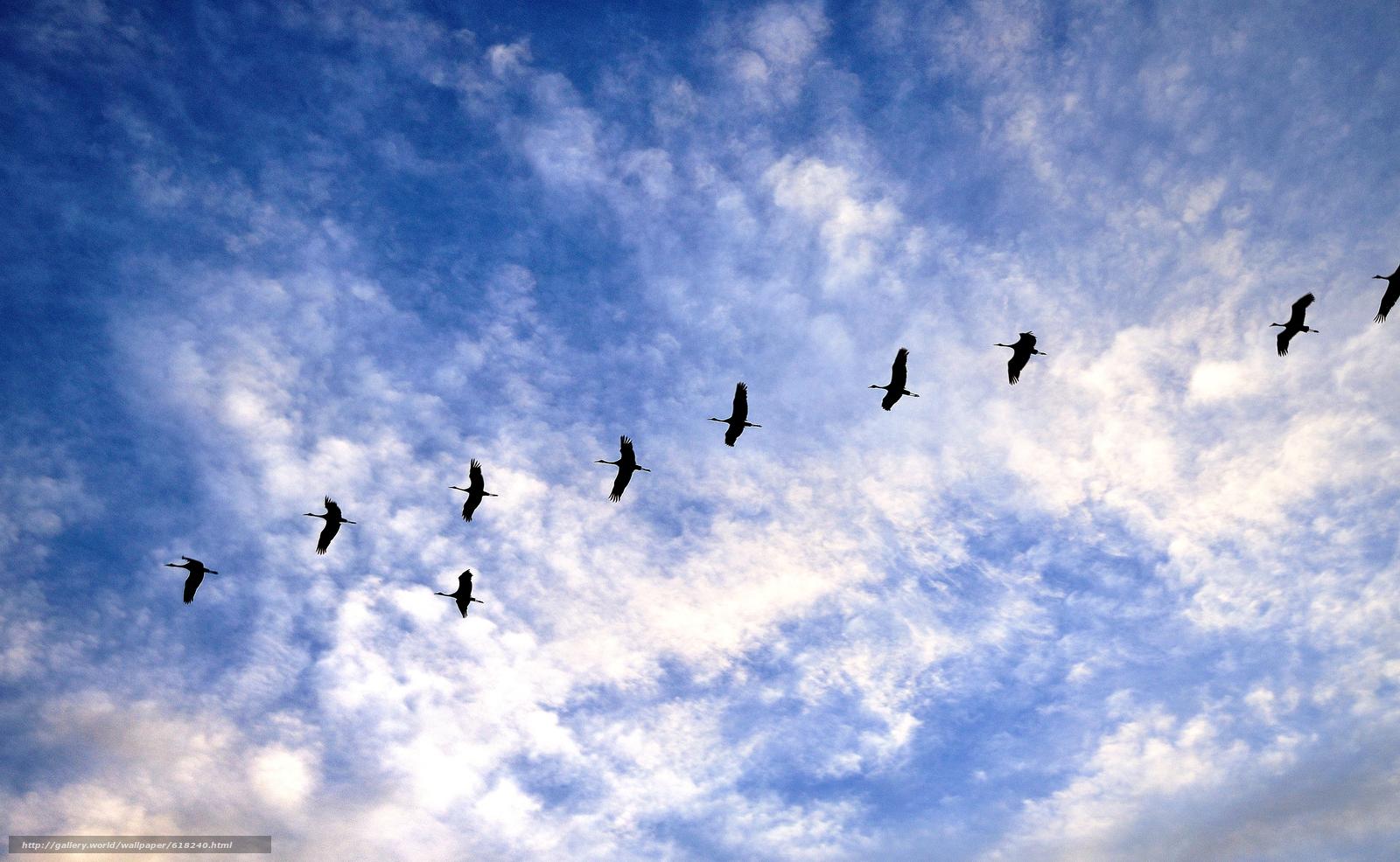 Лентач - Фото дня: перелетные журавли в небе над Штраусфуртом, Германия  Больше фото в нашем инстаграме: https://www.instagram.com/true_lentach/ |  Facebook