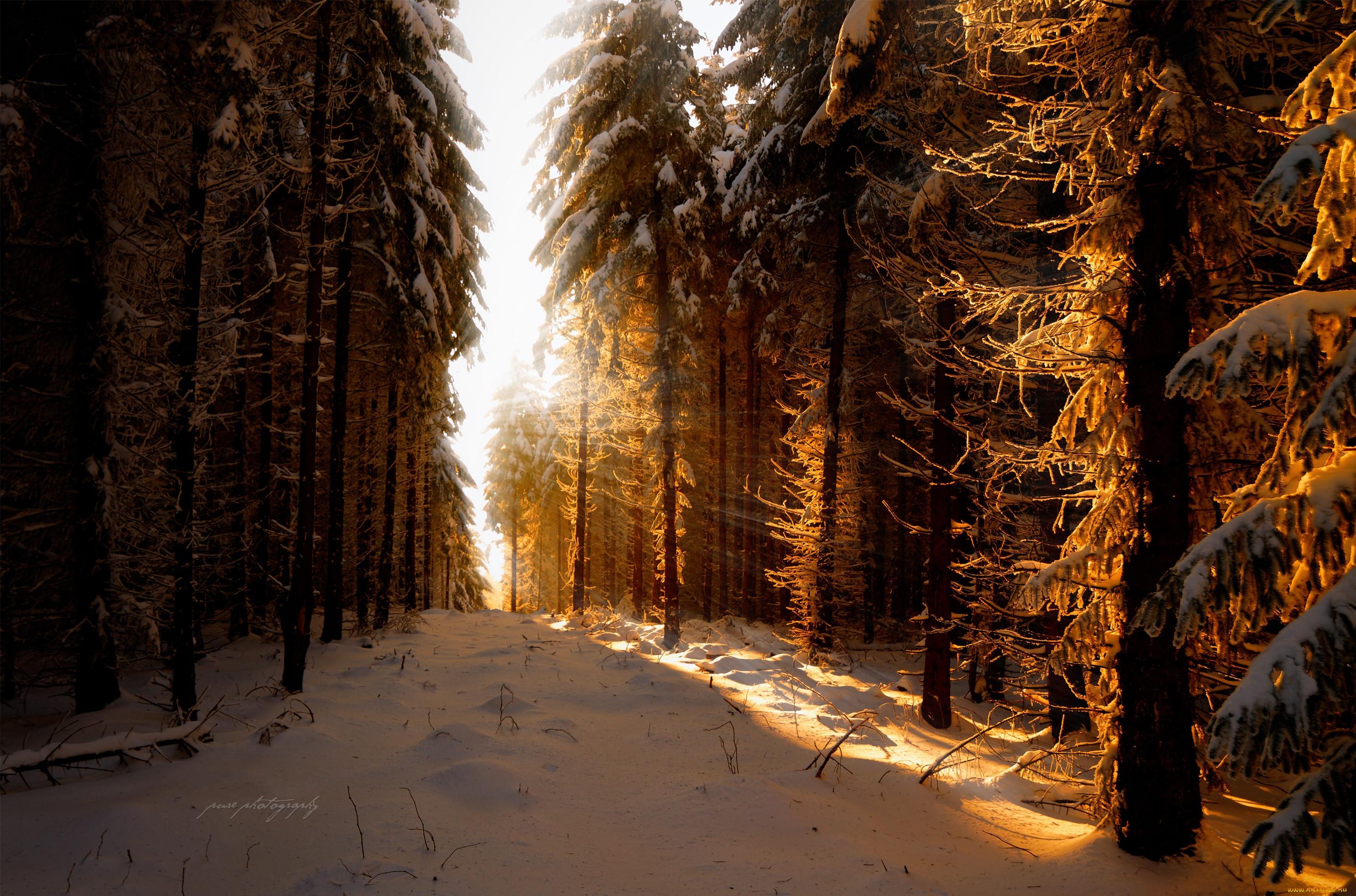 картинки : пейзаж, дерево, природа, лес, филиал, снег, зима, мороз, Погода,  Рождество, время года, метель, Декабрь, естественная среда, Февраль,  Январь, Замораживание, окружающая среда, зимняя буря 1920x1260 - - 1138529  - красивые картинки - PxHere