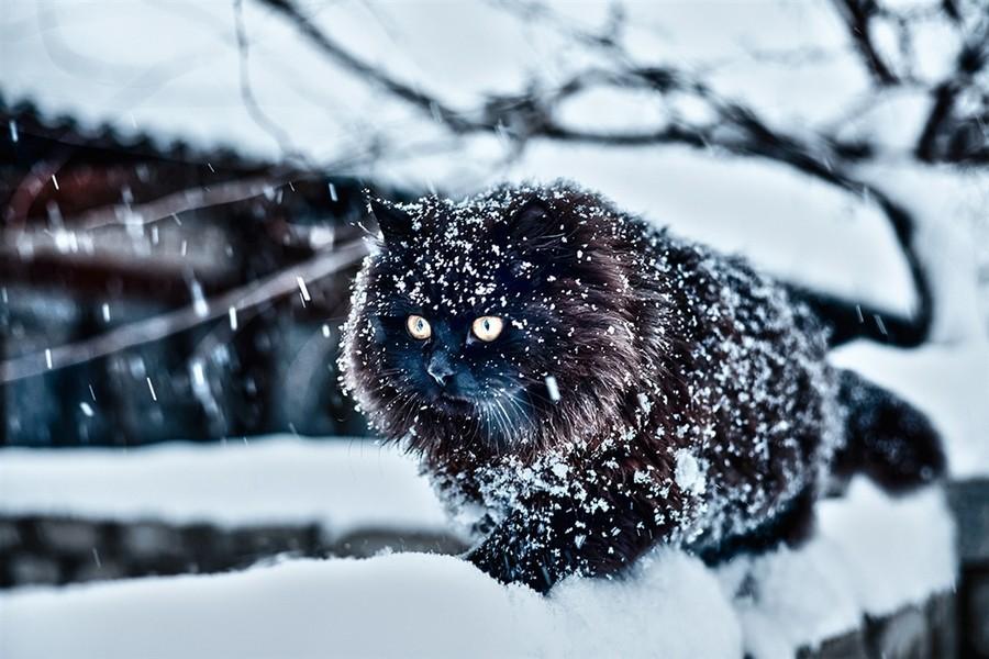 Зимний котик | Пикабу