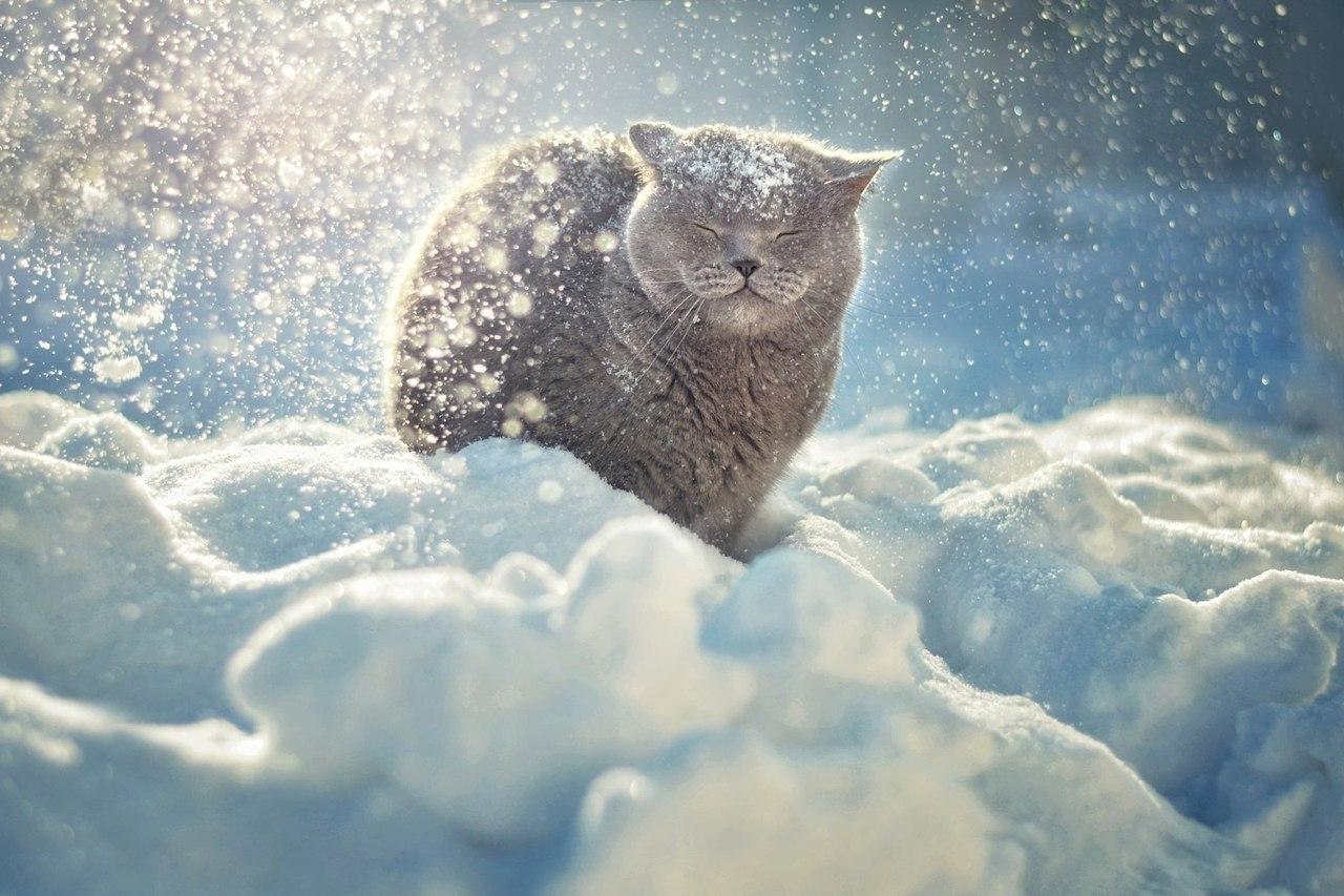 Зимние котики | Пикабу
