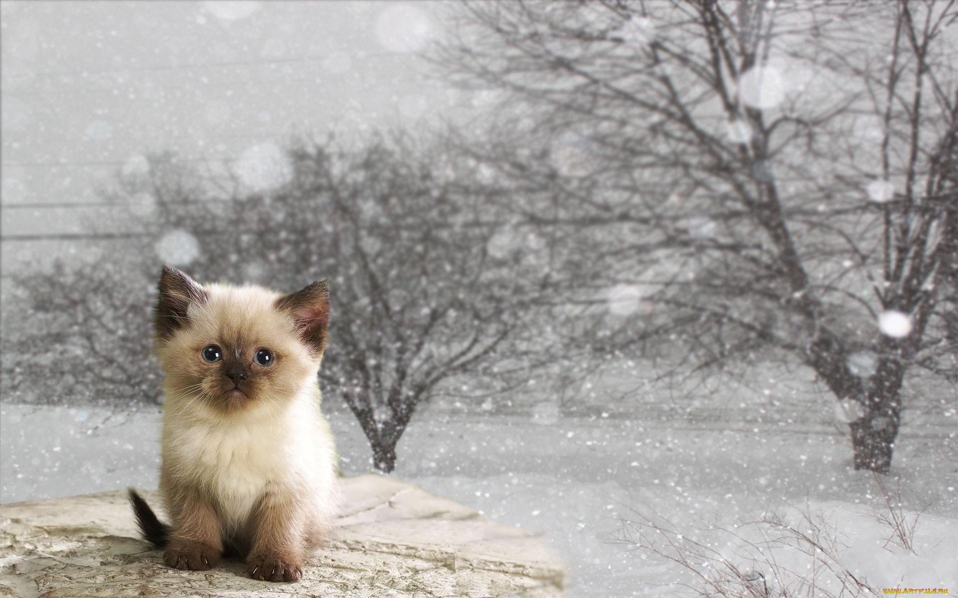 Котик зимой» — создано в Шедевруме