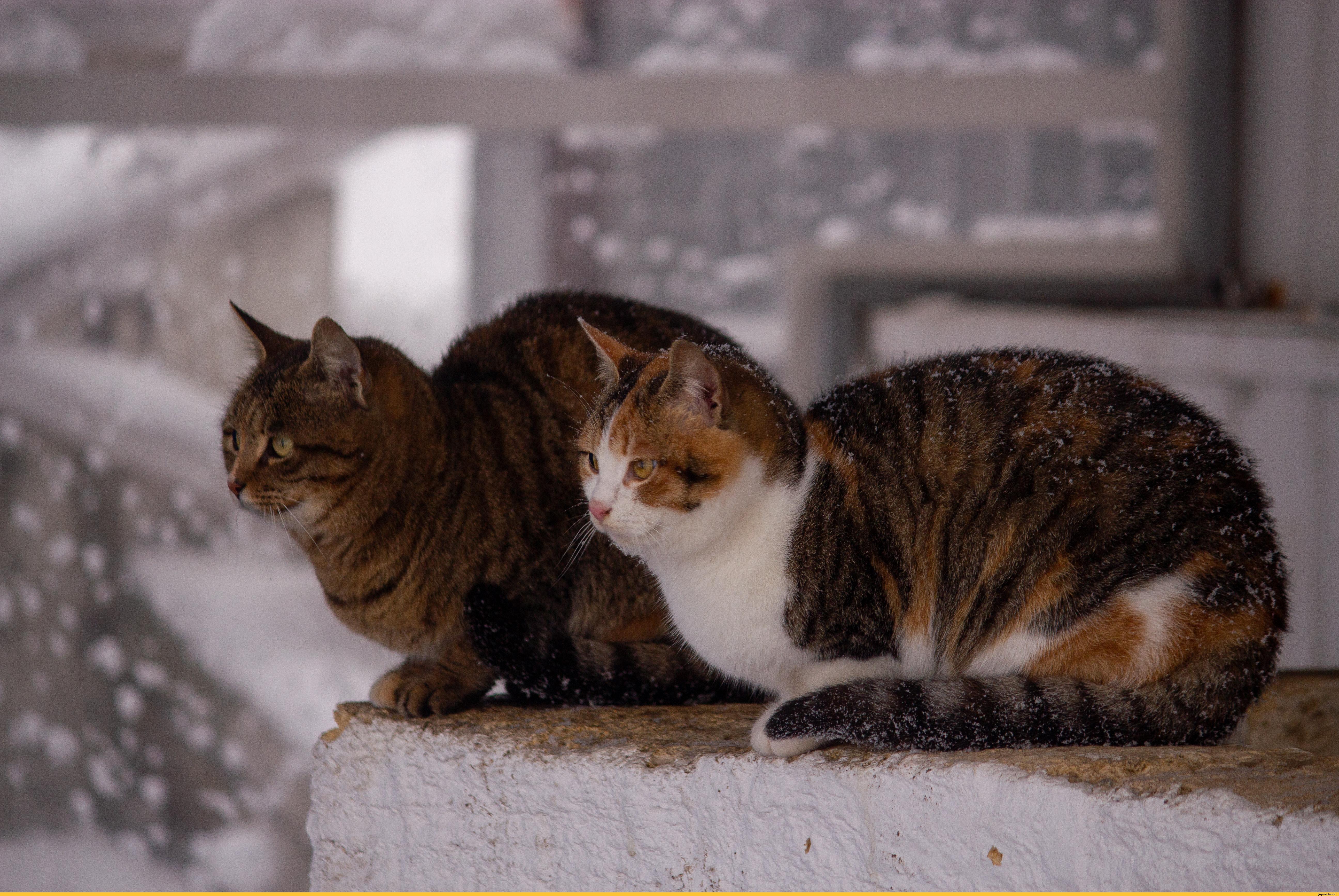 картинки : снег, зима, Котенок, Погода, Млекопитающее, время года, Фауна,  Бакенбарды, Позвоночный, Дикая кошка, От маленьких до средних кошек, Кошка  как млекопитающее 3872x2592 - - 908666 - красивые картинки - PxHere