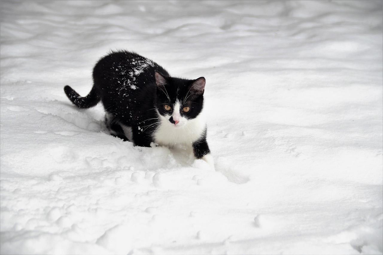 Зима! Котики! Снег! | Без кота и жизнь не та | Фотострана | Пост №1281134139