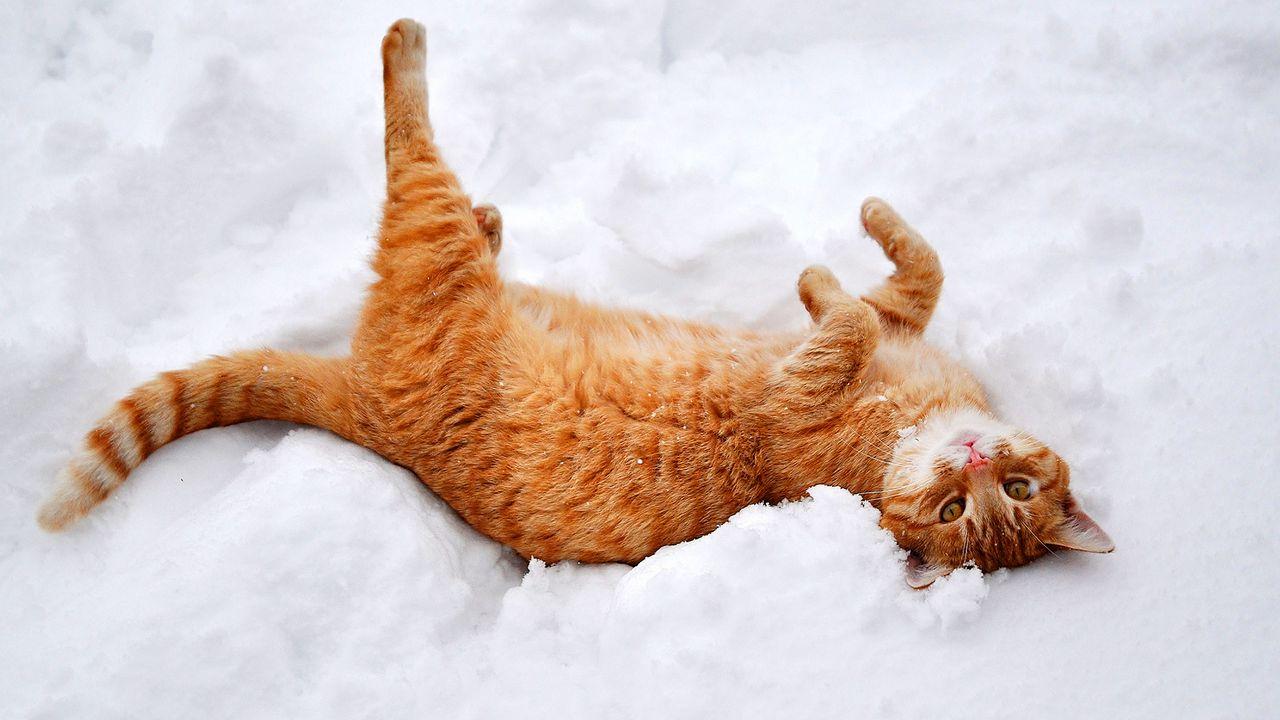 Зимний уют: котенок в снегу на вашем рабочем столе | Котенок в снегу Фото  №1370072 скачать