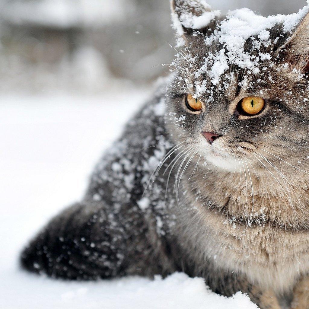 Одинокий красивый и милый котёнок имбиря на улице. Зима идет снег свой  холод.. Дикая или домашнее животное. Котенок получил паника Стоковое Фото -  изображение насчитывающей бездомно, ангстрома: 173498418