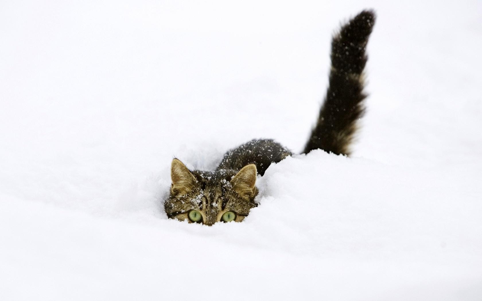 Скачать обои арт, снег, зима, котенок, детская разрешение 1920x1200 #109749