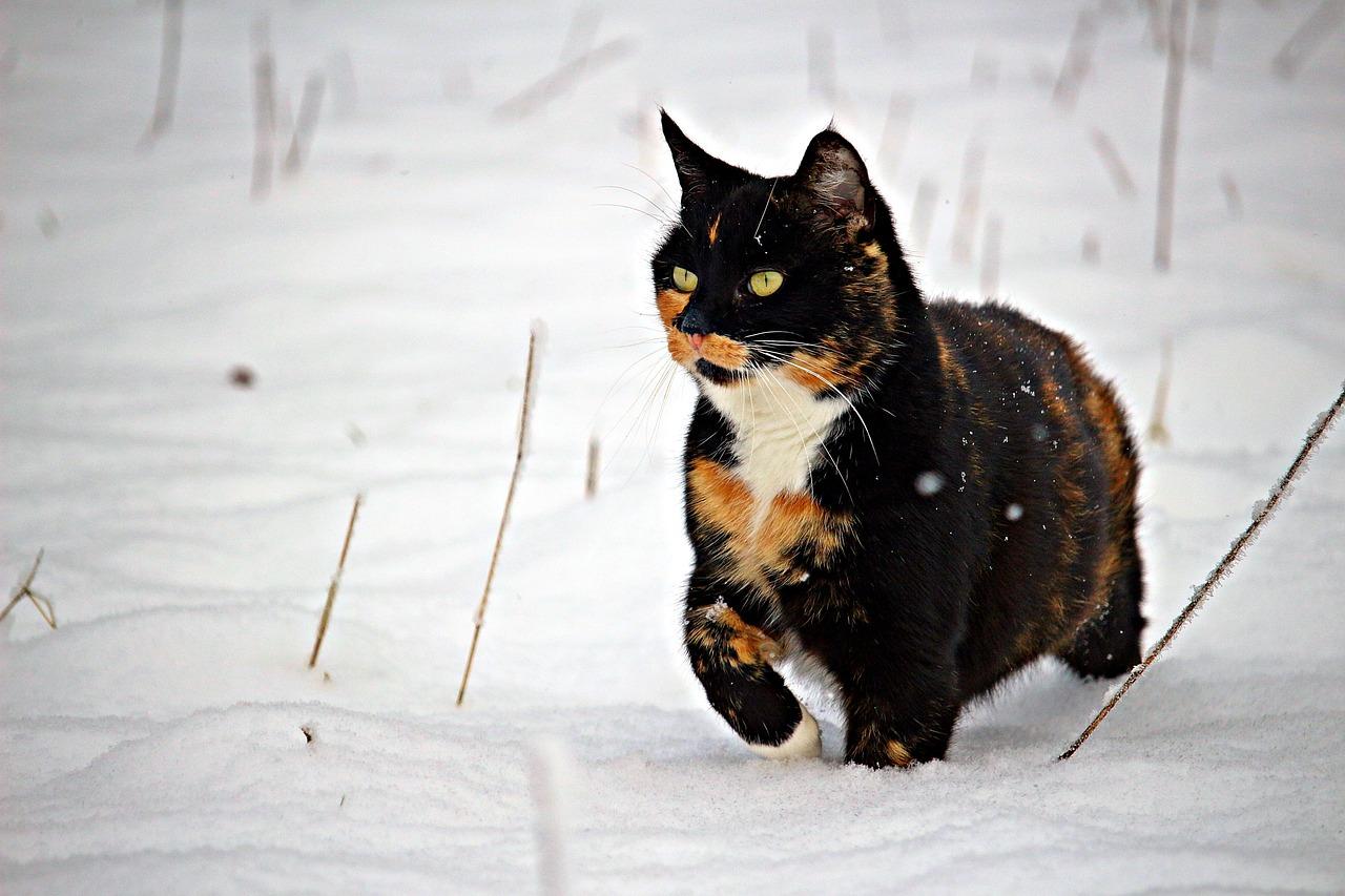 Картинки зима котики фотографии