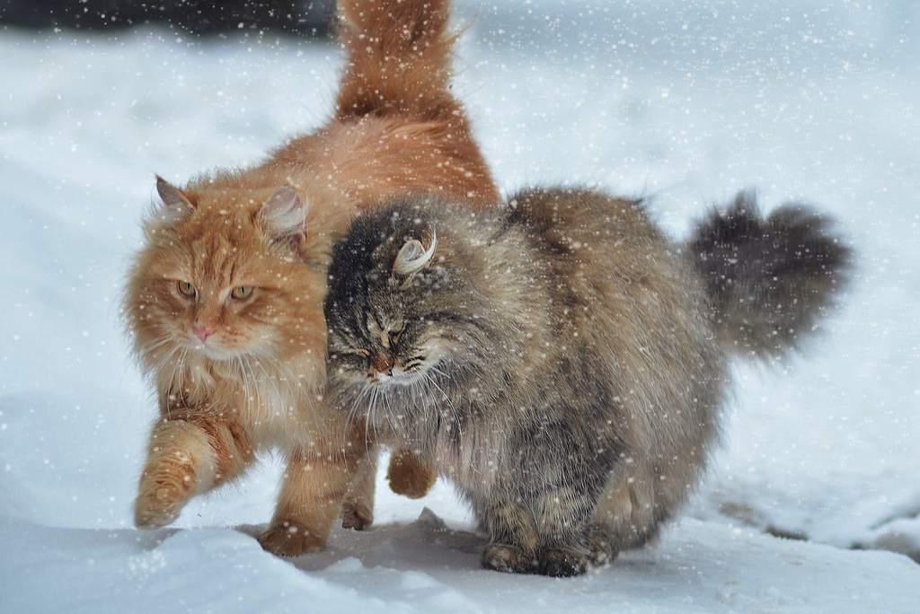 Шаги по снегу: зимние котики: Персональные записи в журнале Ярмарки Мастеров