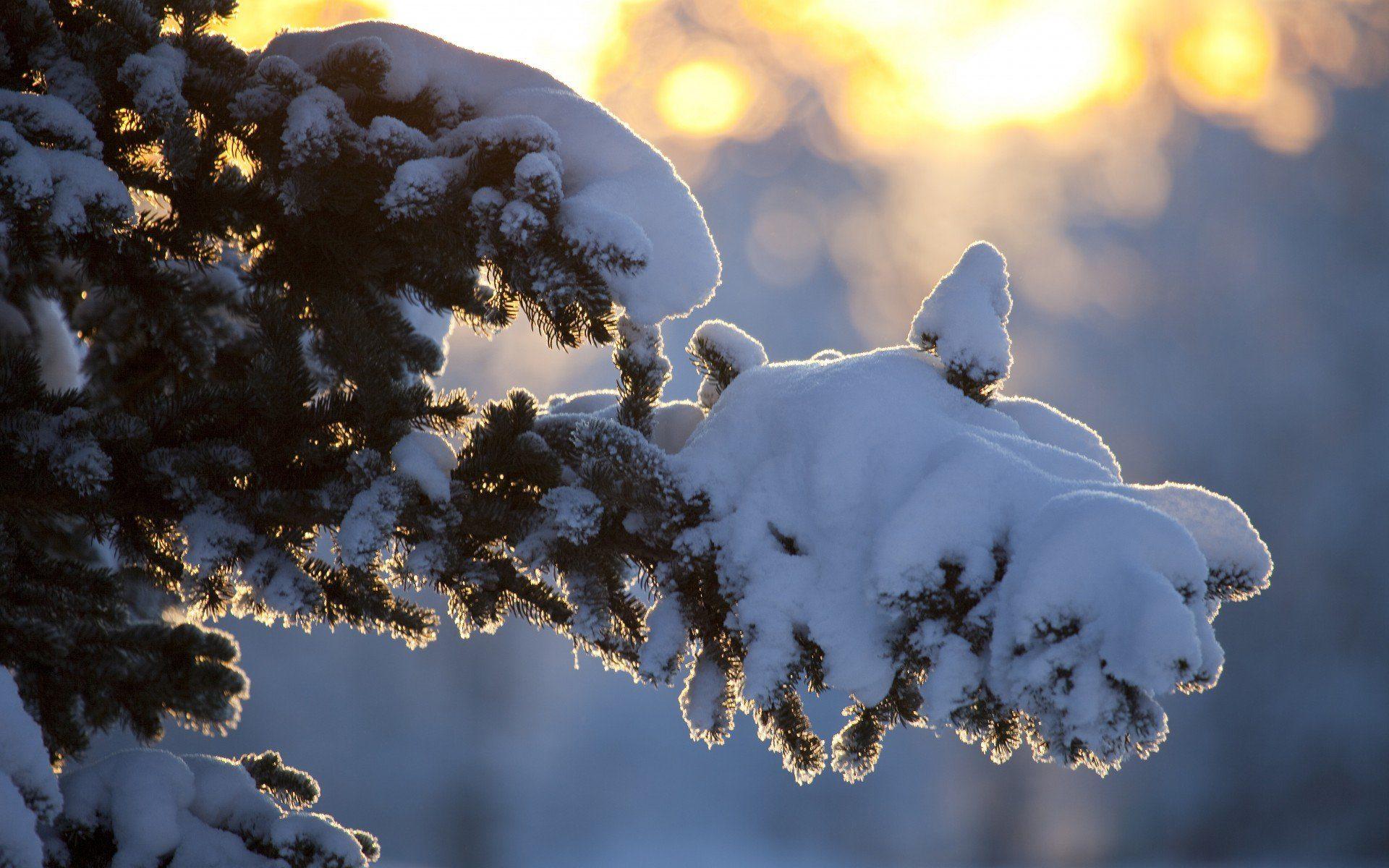 Зима не хочет уходить»: новосибирцы делятся фотографиями заснеженного  города | НДН.Инфо