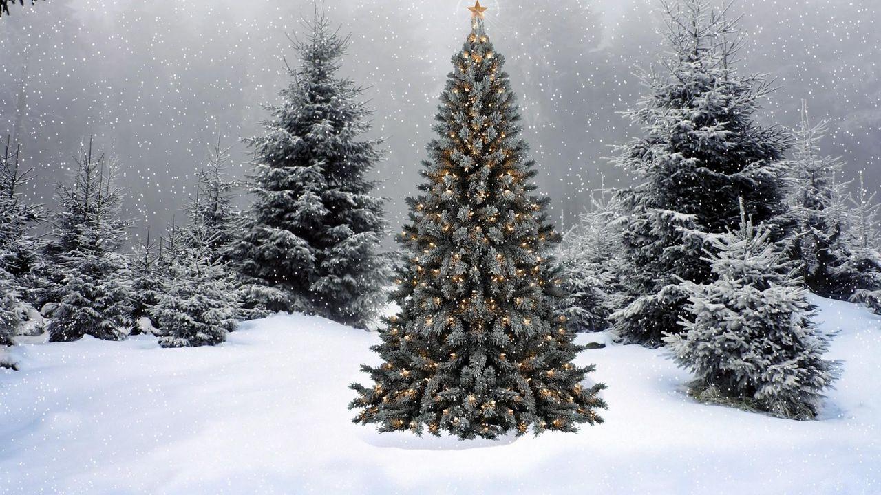 Скачать 1280x720 елки, гирлянды, звезда, снег, зима, лес, новый год,  рождество обои, картинки hd, hdv, 720p