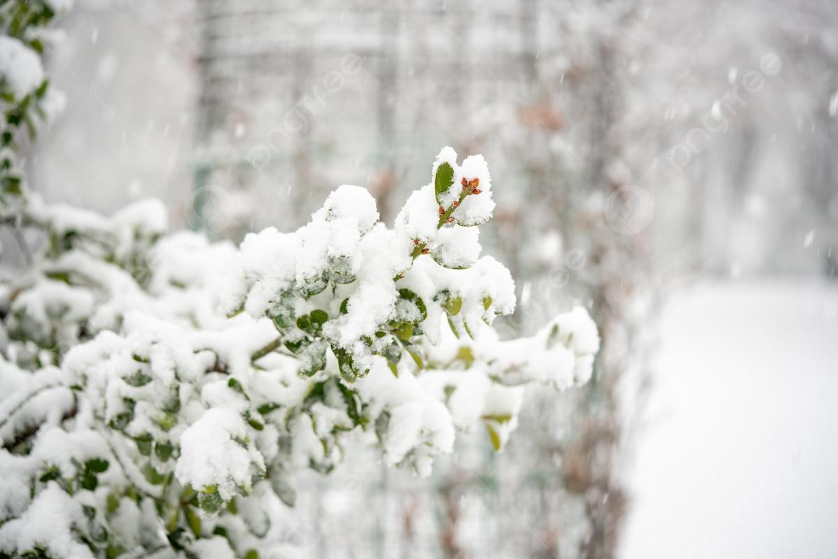 Зимний пейзаж с падающий снег. Снег падает снег леса. Зимние пейзажи  помещения Нового Года великолепный рождества. Холодный T Стоковое Фото -  изображение насчитывающей среда, рождество: 208893686