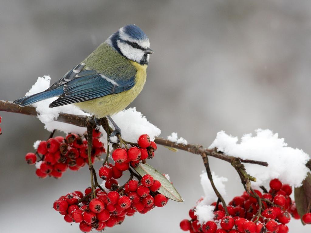 Картинки птицы зимой | Bird pictures, Winter bird, Bird wallpaper