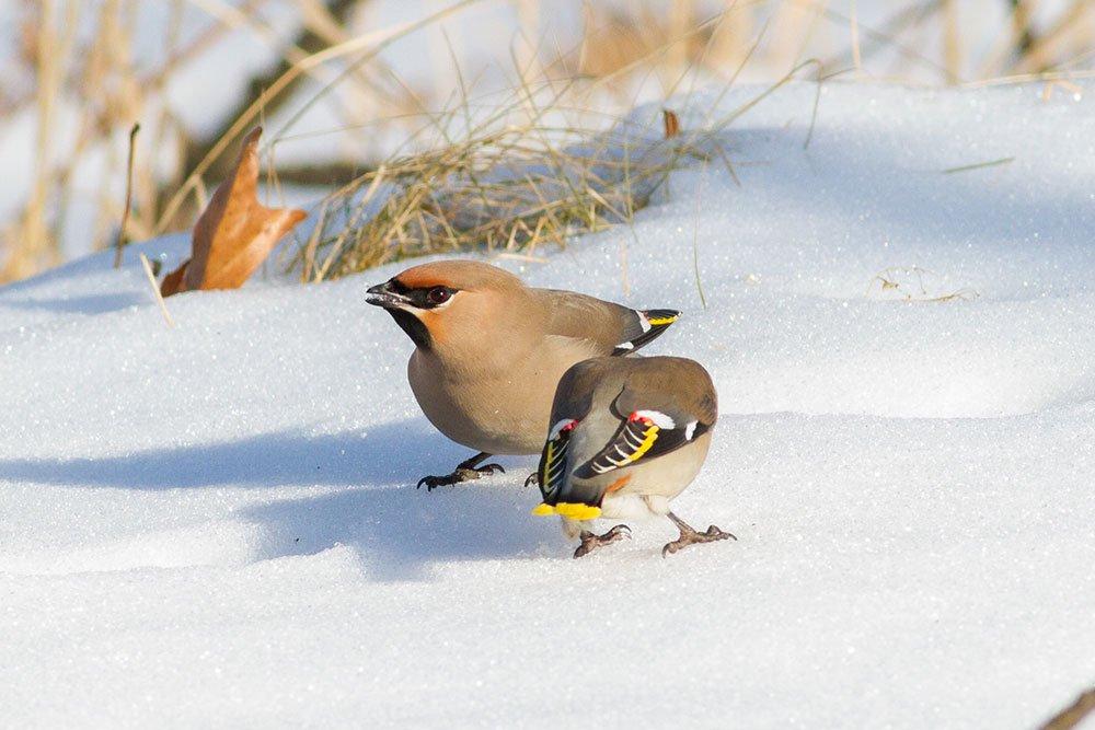 Какие птицы прилетели зимовать в столицу и нужно ли их подкармливать -  Российская газета