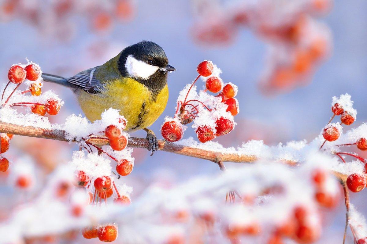 Зимние птицы — Фото №1433379