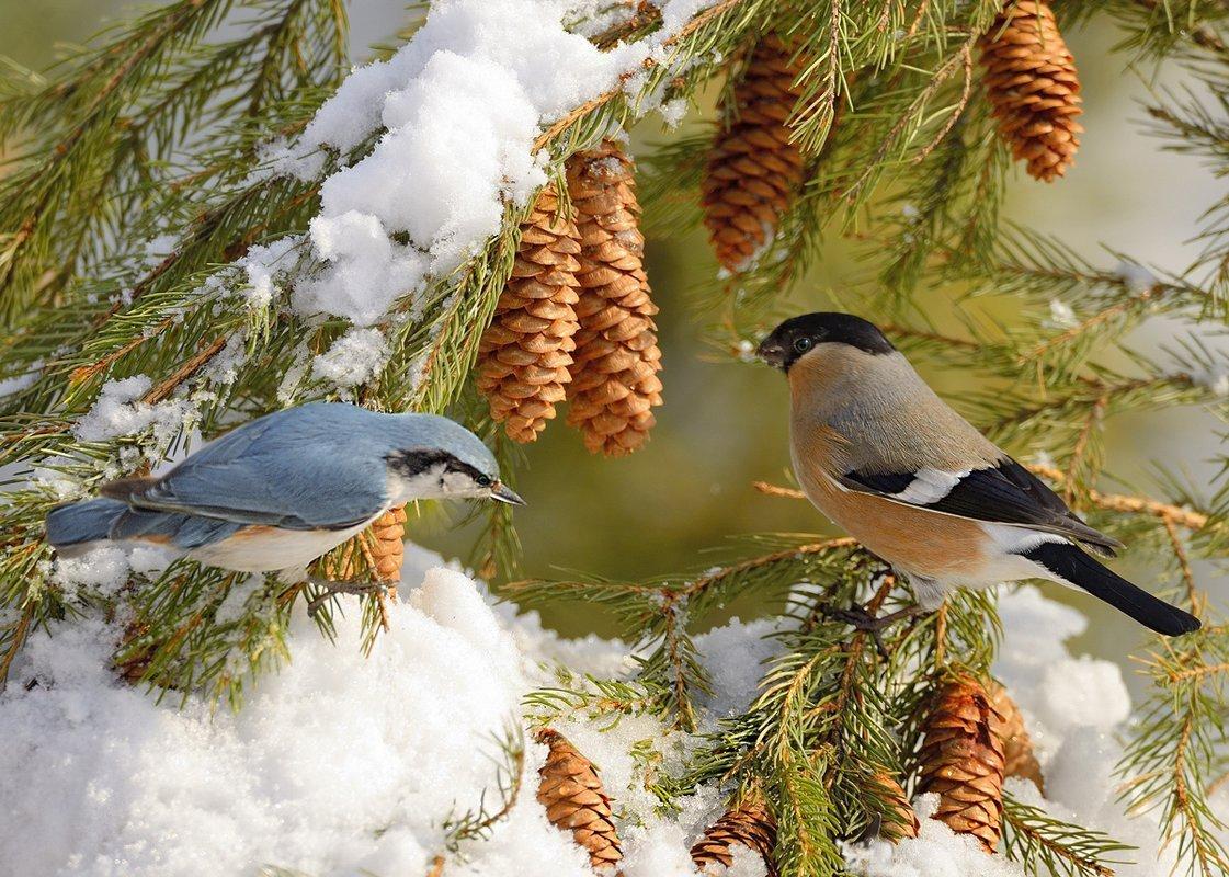 Зимние птички (58 фото) - 58 фото