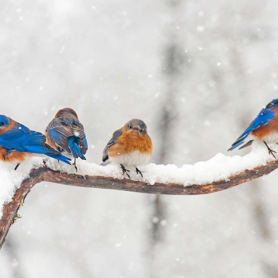 Фотографии птица Ястреб Red-tailed hawk Зима Снег Ветки Животные