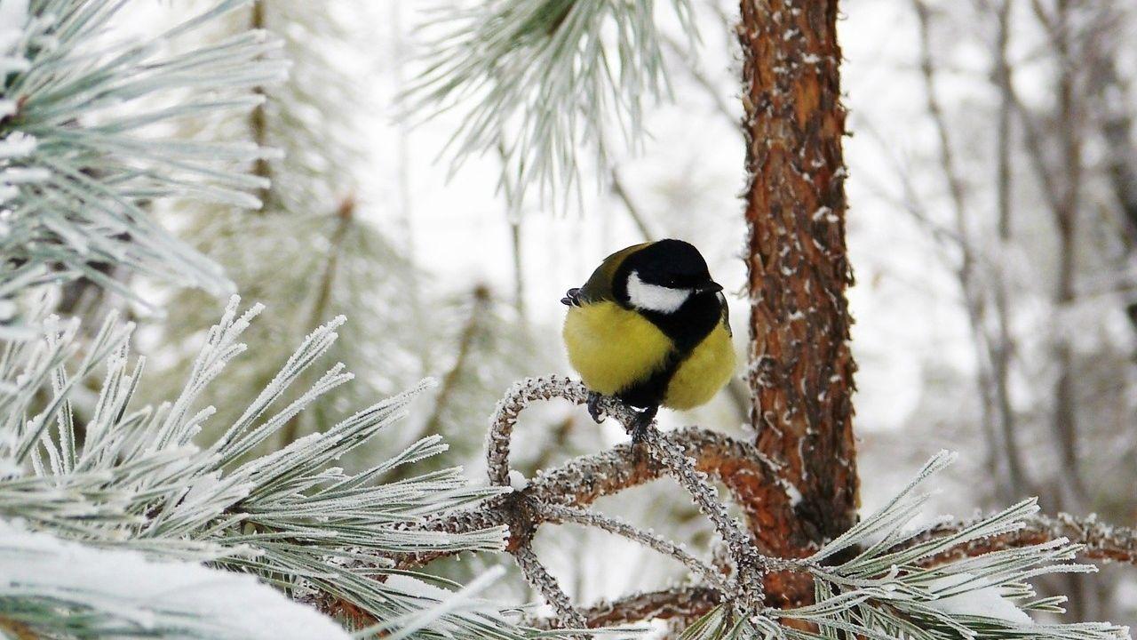 Зимние птички картинки - 70 фото