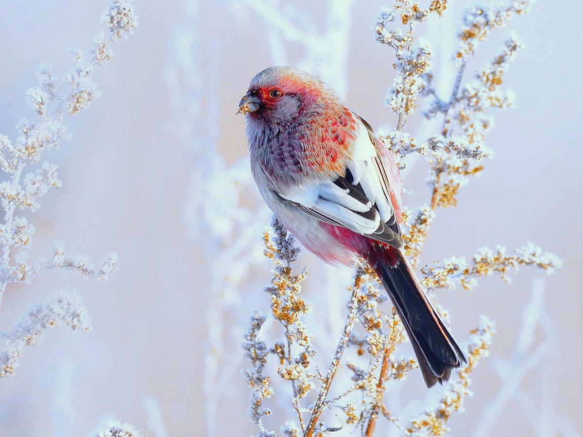 Раскраска птицы зимой. Птицы зимой для детей. Раскраски.