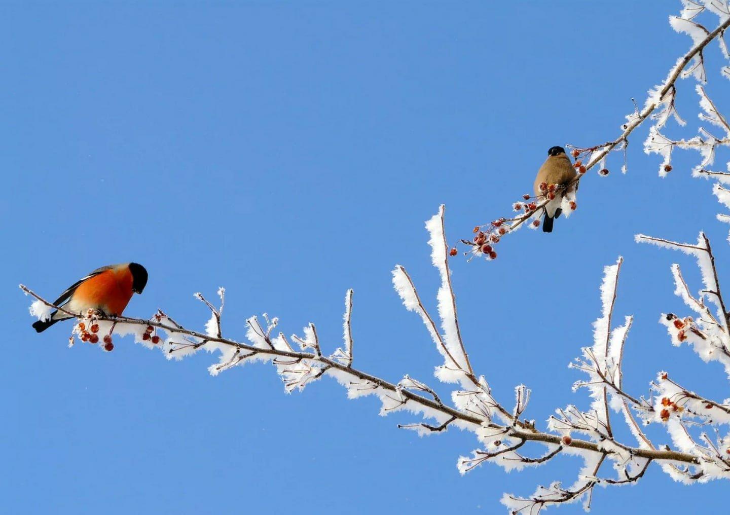 зима птицы ветка птичка рождество Фон Обои Изображение для бесплатной  загрузки - Pngtree