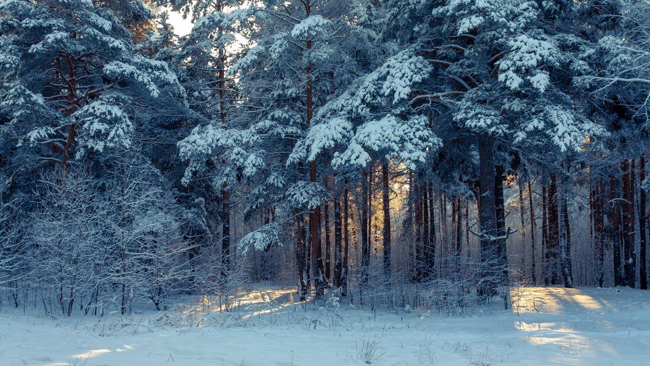 Обои лес, зима, снег, деревья, зимний пейзаж картинки на рабочий стол, фото  скачать бесплатно