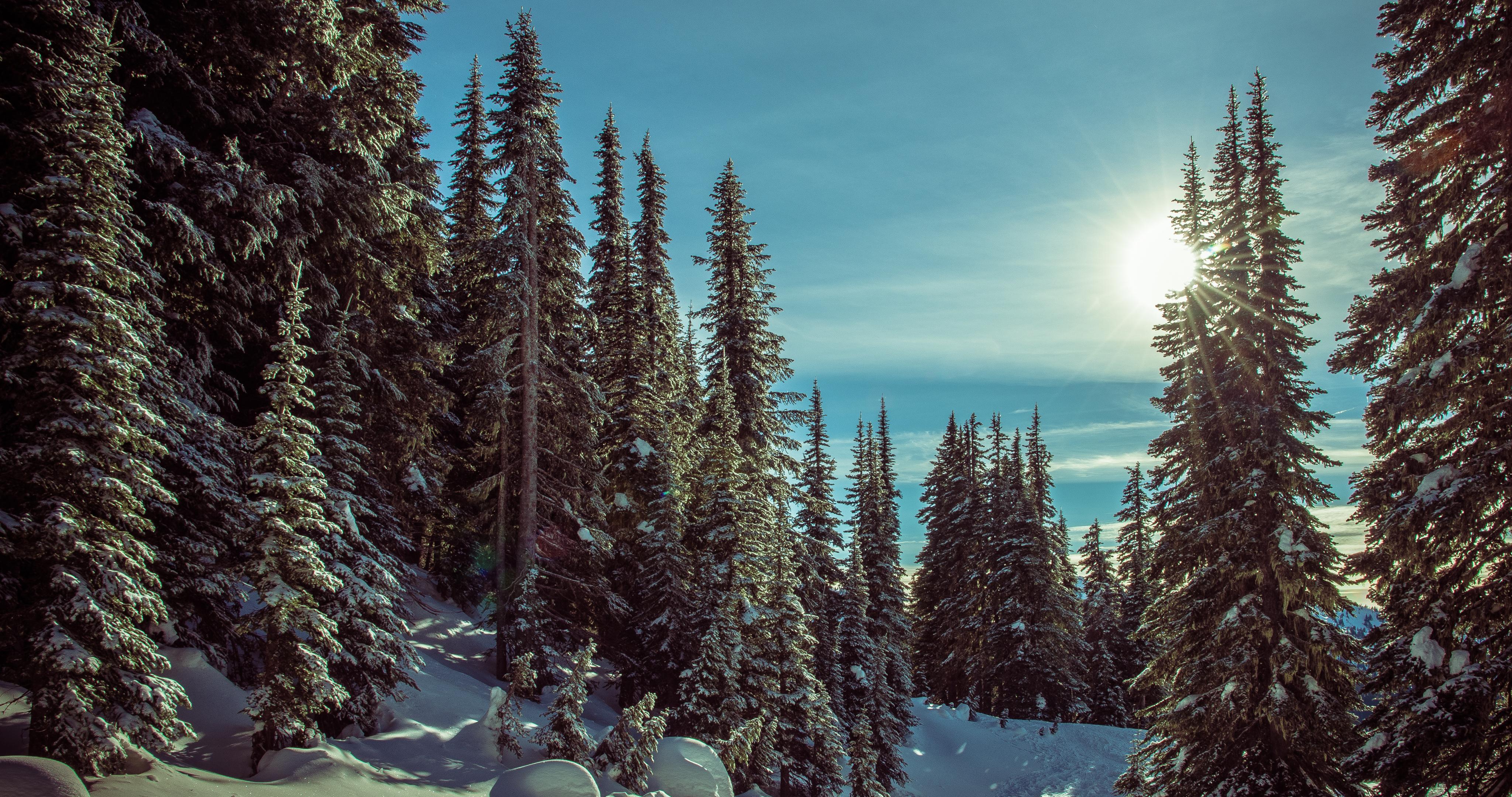 Обои зима, снег, дерево, замораживание, мороз - картинка на рабочий стол и  фото бесплатно