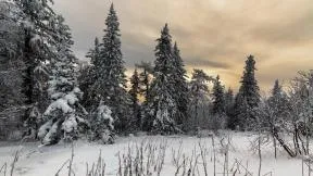 Обои дом, лес, зима, снег картинки на рабочий стол, фото скачать бесплатно